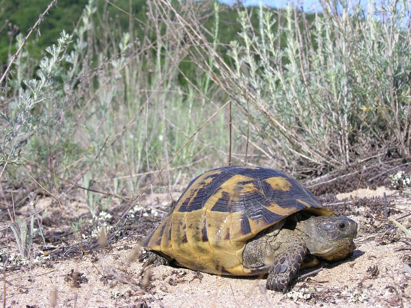 Testudo graeca