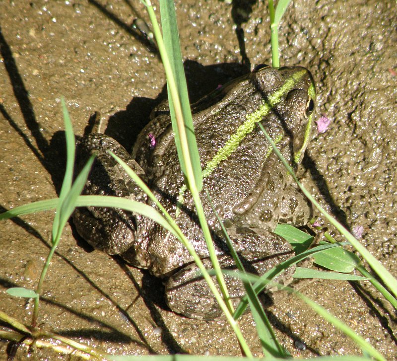 Pelophylax ridibundus