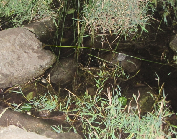 Mauremys rivulata