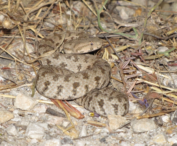 Macrovipera schweizeri