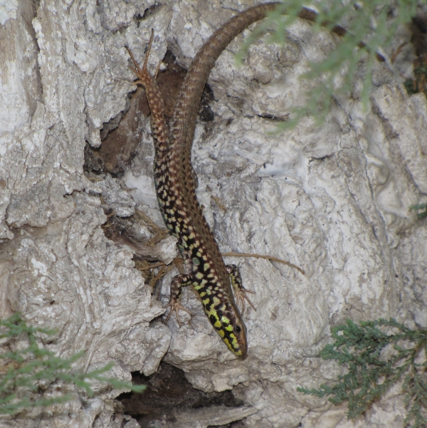 Podarcis milensis