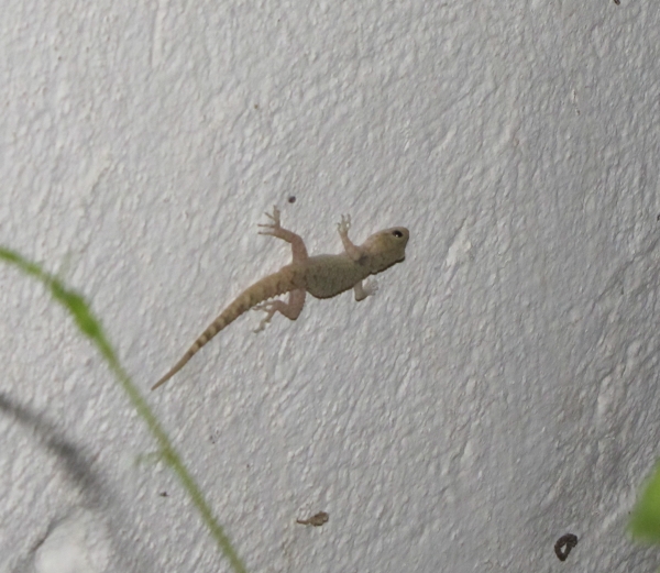 Mediodactylus kotschyi