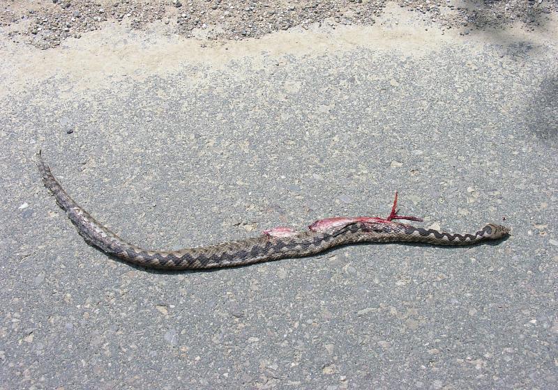 Vipera ammodytes