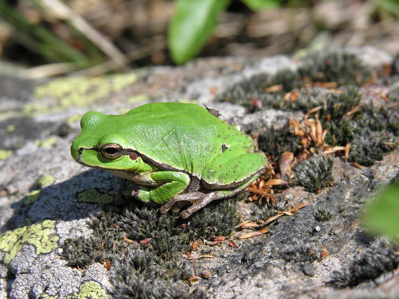 Hyla arborea Hyla arborea