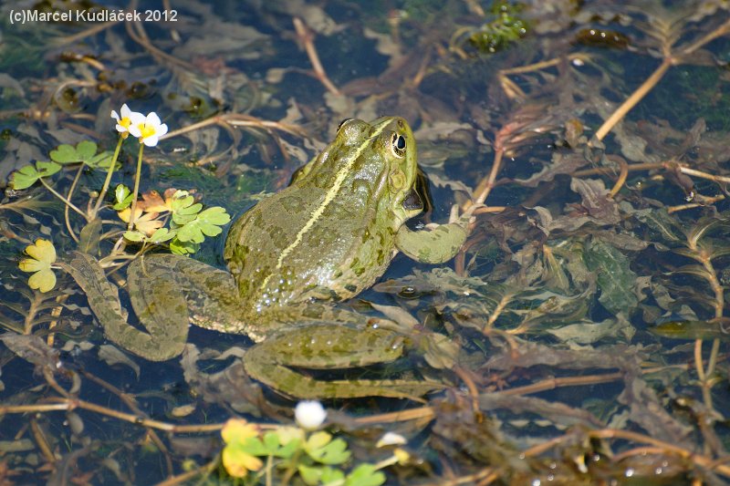 Pelophylax ridibundus