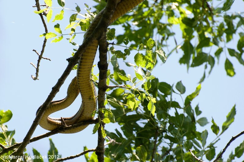 Elaphe quatuorlineata