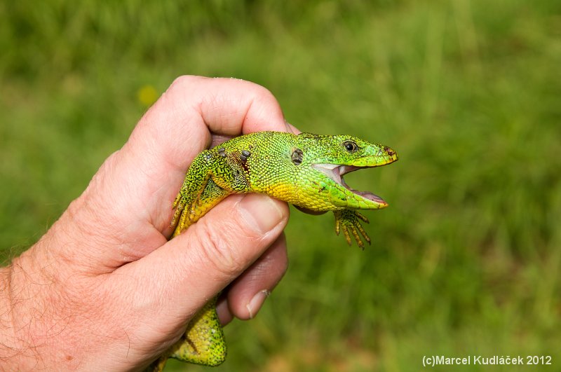 Lacerta trilineata