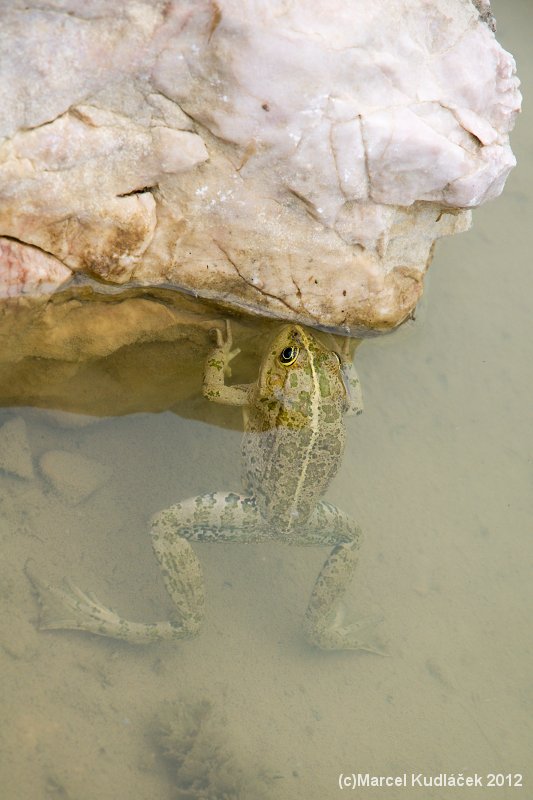 Pelophylax ridibundus