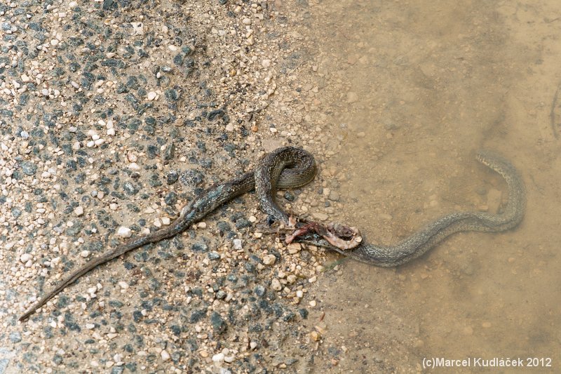 Hierophis gemonensis