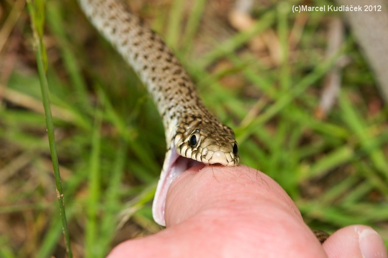 Hierophis gemonensis