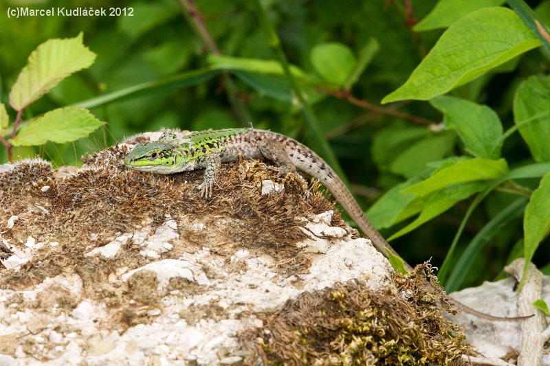 Podarcis siculus