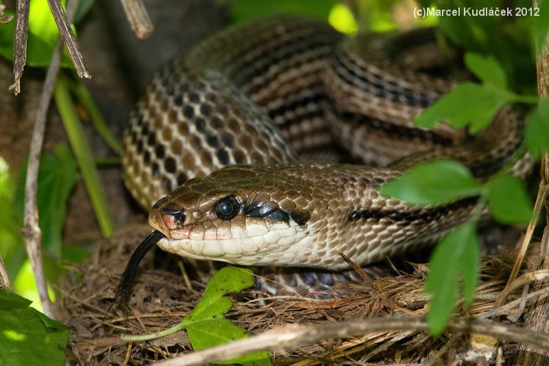 Elaphe quatuorlineata