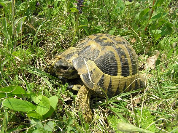 Testudo hermanni