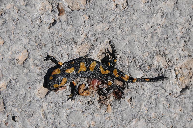 Salamandra salamandra