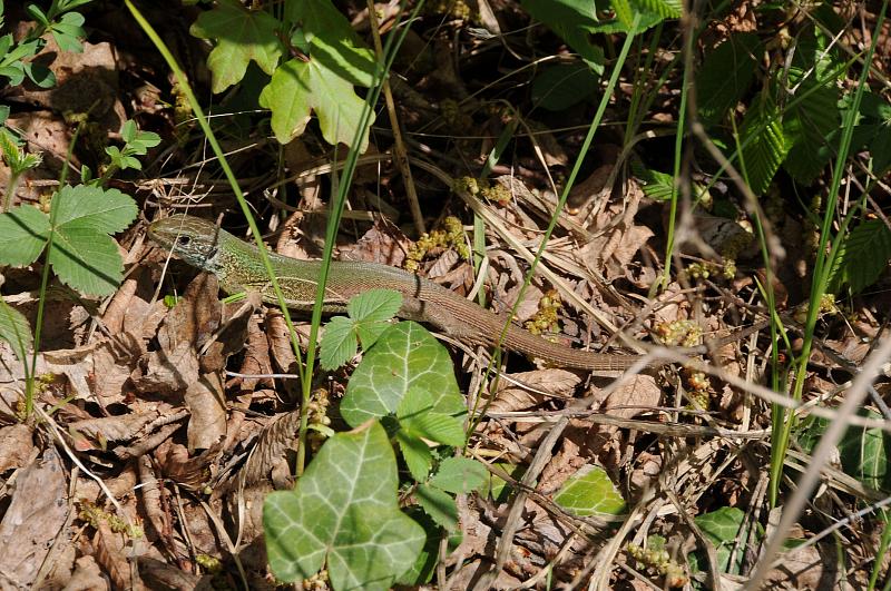 Lacerta viridis