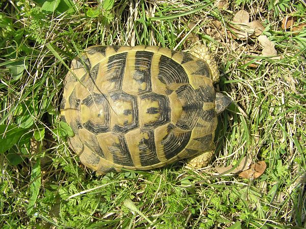 Testudo hermanni