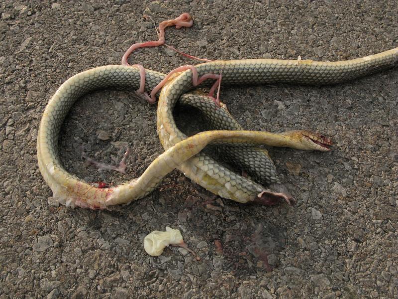 Dolichophis caspius