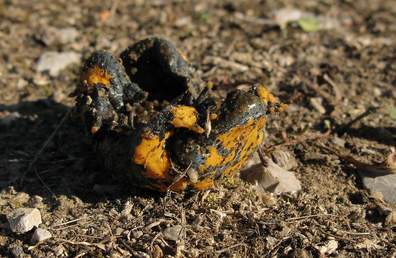 Bombina variegata