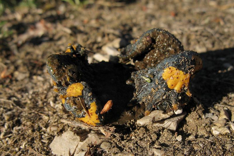 Bombina variegata