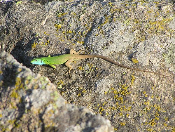 Lacerta viridis