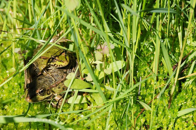 Pelophylax kl. esculentus