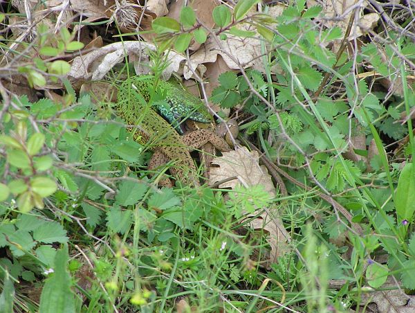 Lacerta viridis