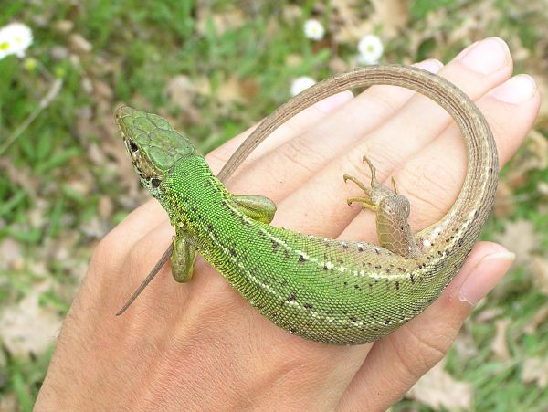 Lacerta viridis