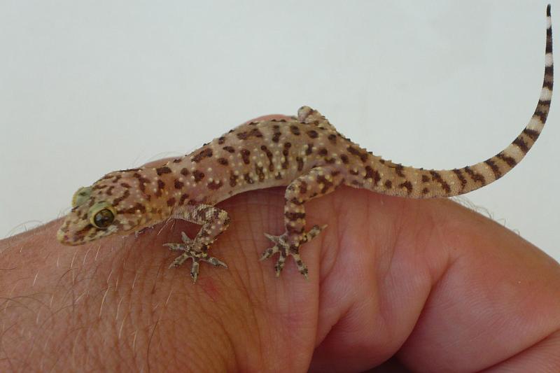 Hemidactylus turcicus