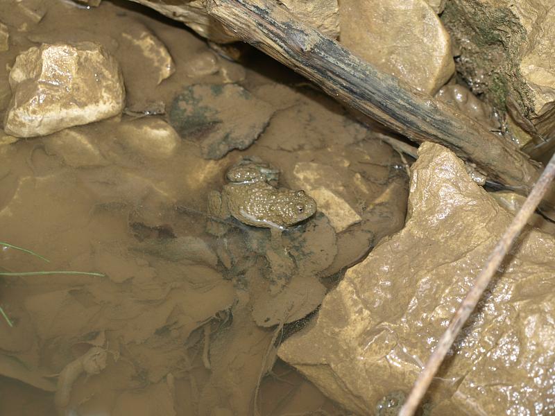 Bombina variegata