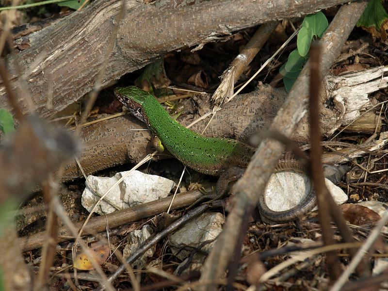 Lacerta viridis