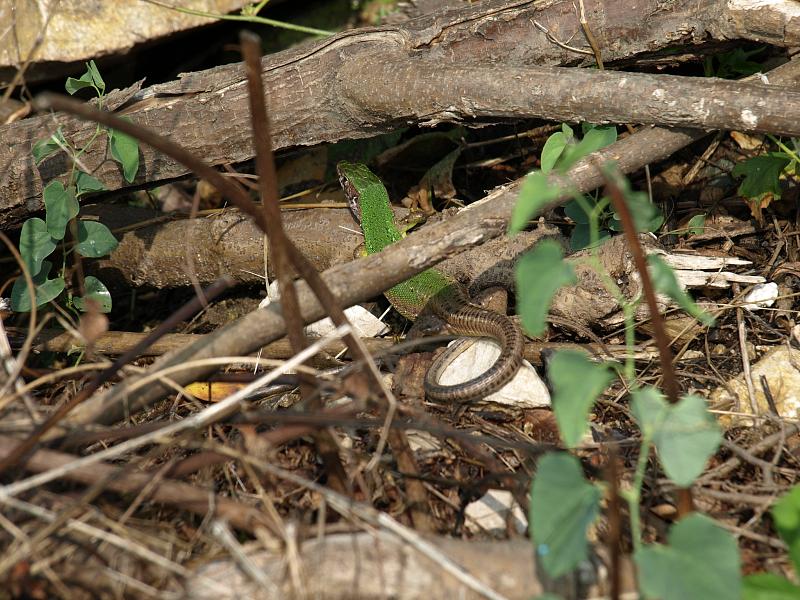 Lacerta viridis