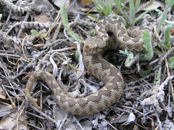 Vipera ammodytes