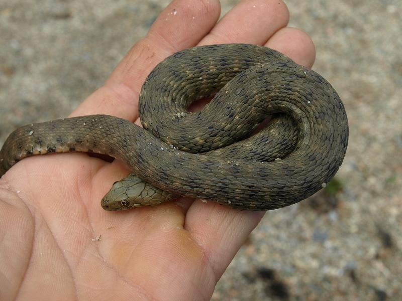 Natrix tessellata