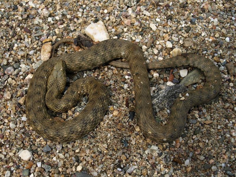 Natrix tessellata