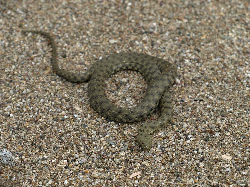 Natrix tessellata