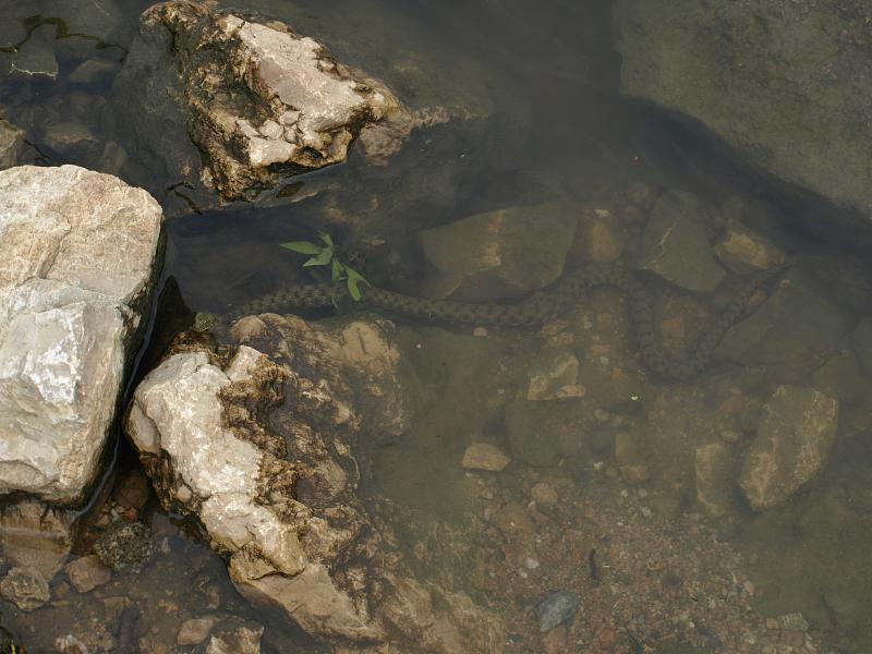 Natrix tessellata