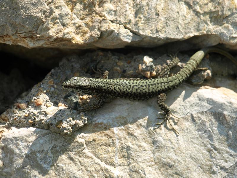 Podarcis muralis