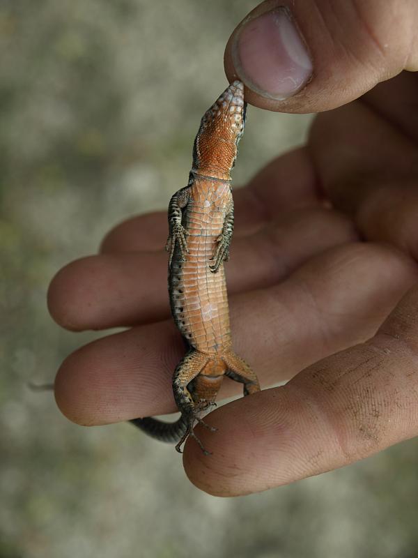 Podarcis muralis