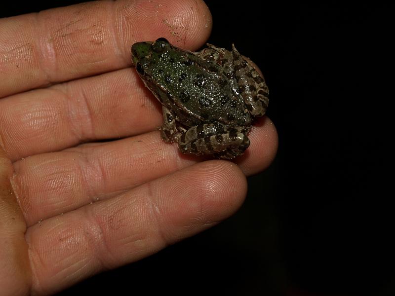 Pelophylax ridibundus