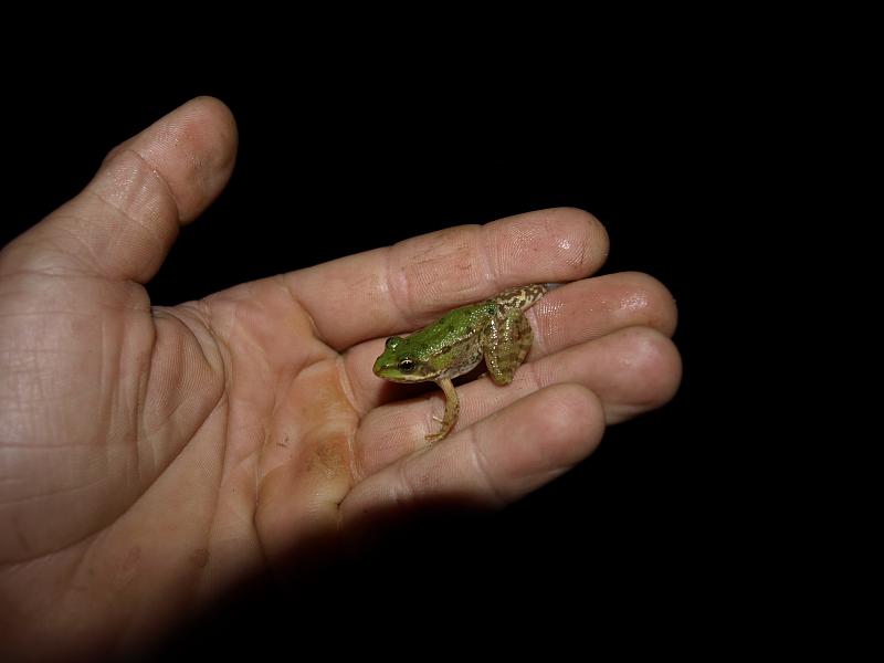 Pelophylax ridibundus