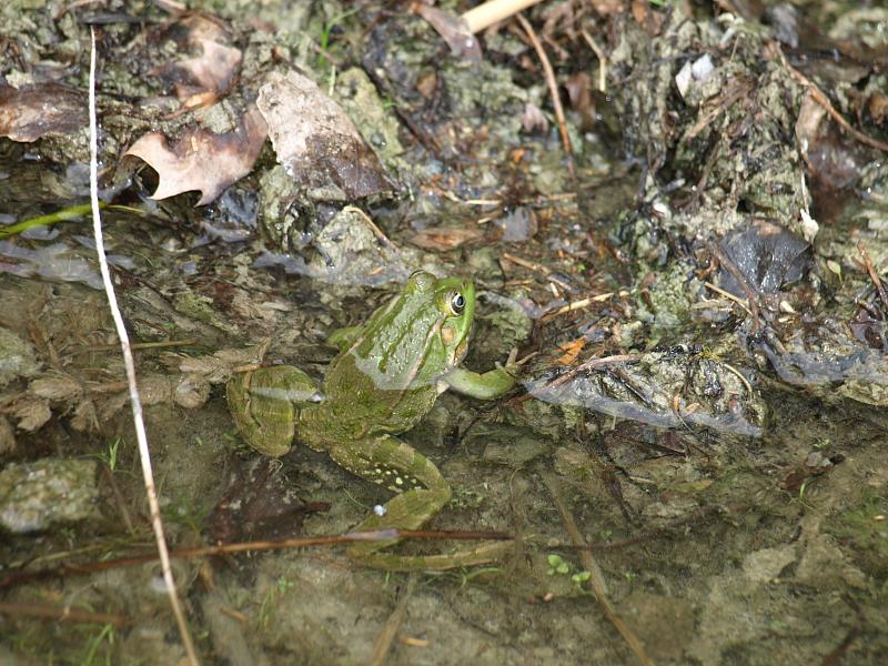 Pelophylax ridibundus