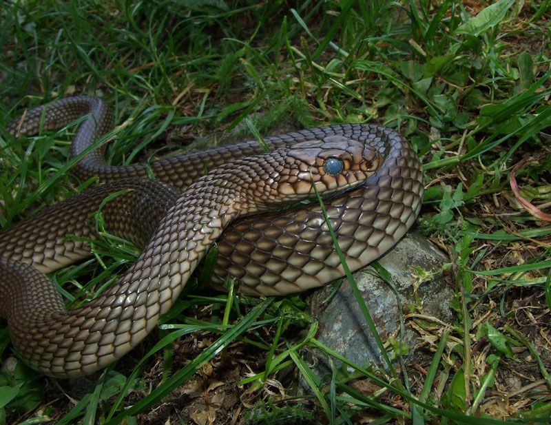 Dolichophis caspius