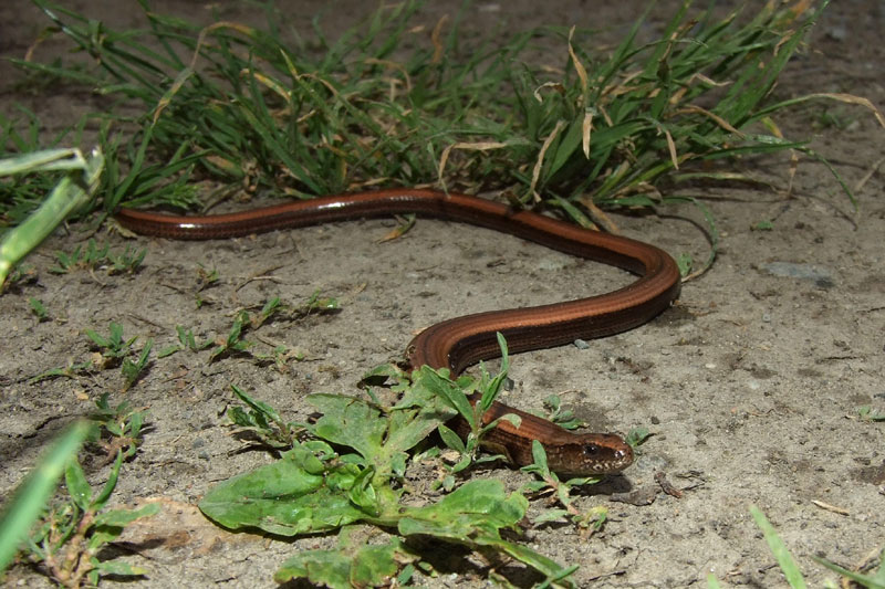 Anguis fragilis s.l.