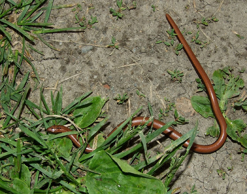 Anguis fragilis s.l.