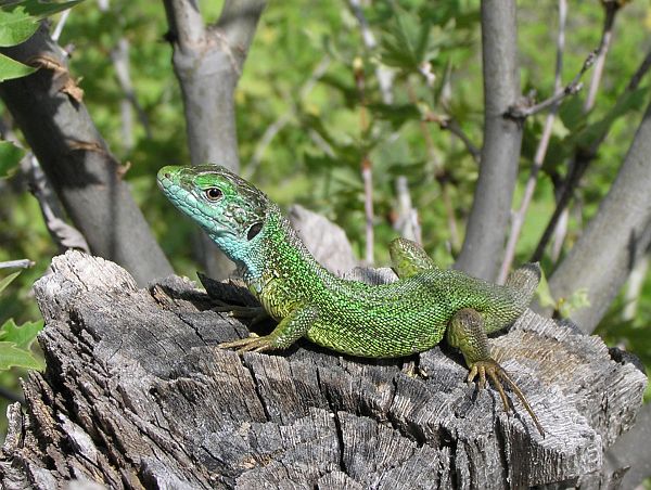 Lacerta viridis