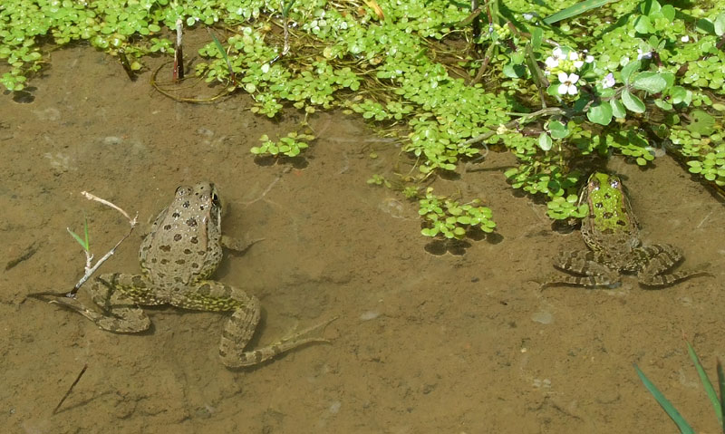 Pelophylax ridibundus