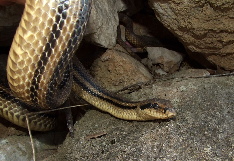 Elaphe quatuorlineata
