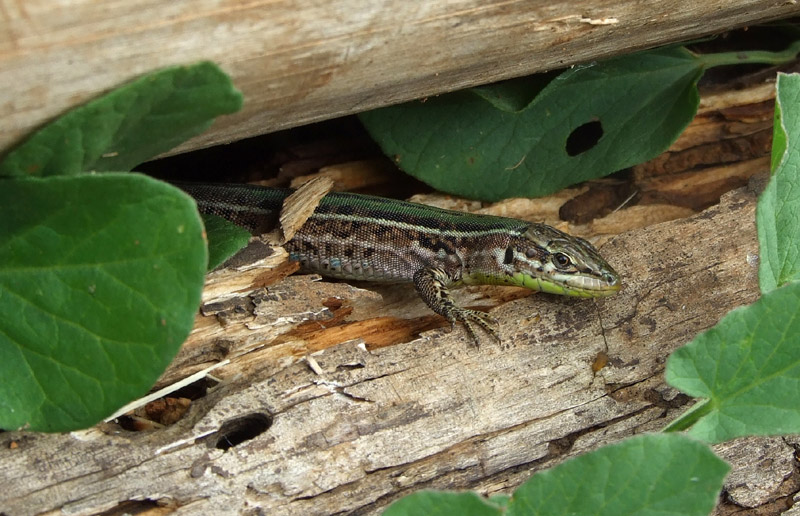 Podarcis melisellensis