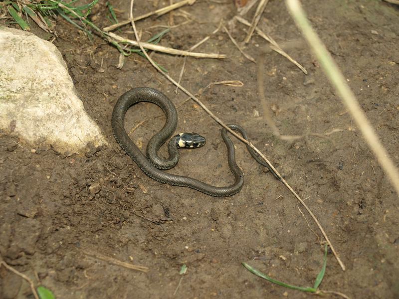 Natrix natrix