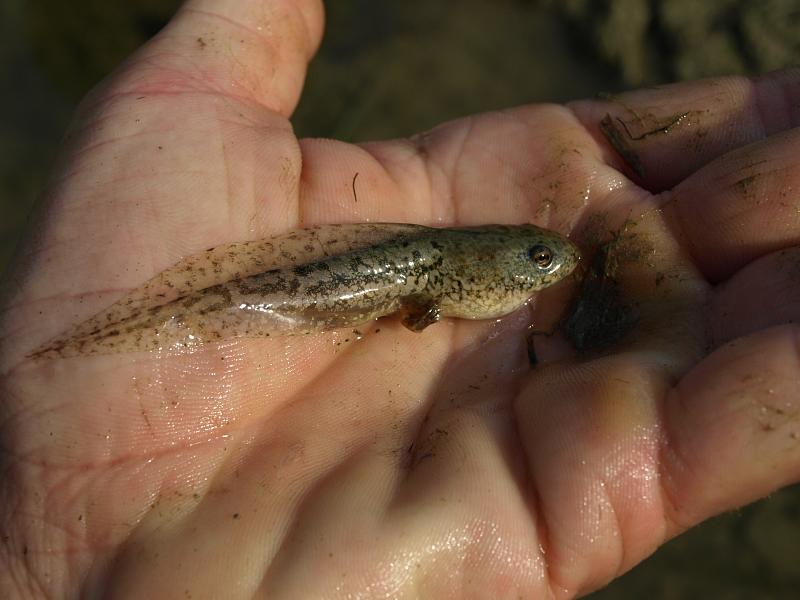 Pelophylax ridibundus